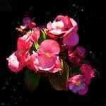 image: Foto van <<escher bloemen (lxvii)>>.