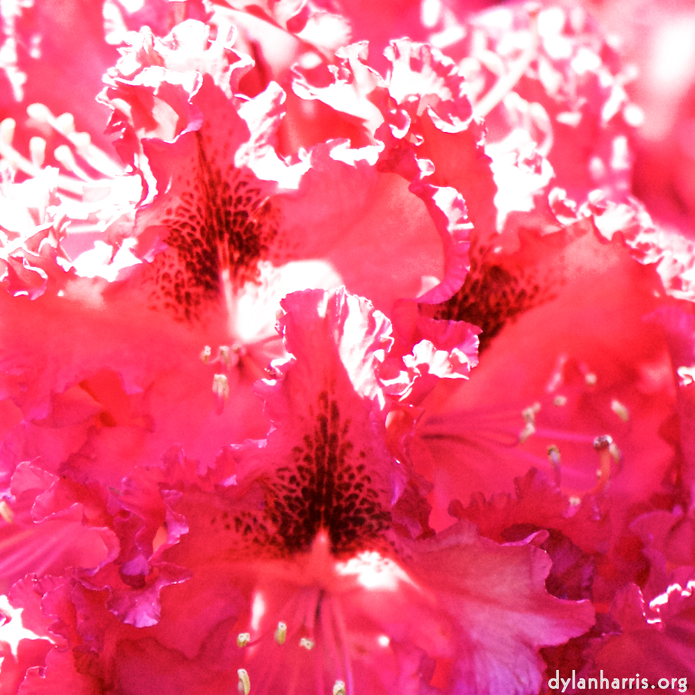 image: Dit is ‘escher bloemen (xci) 1’.