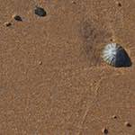 image: sand with seashells