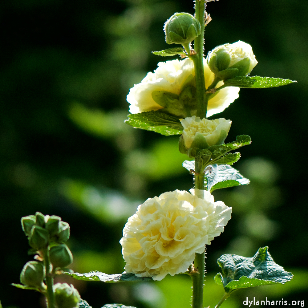 image: Dit is ‘escher bloemen (cxi) 4’.