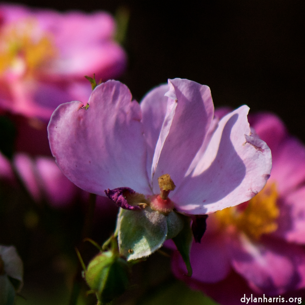 image: Dit is ‘escher bloemen (cxiii) 3’.