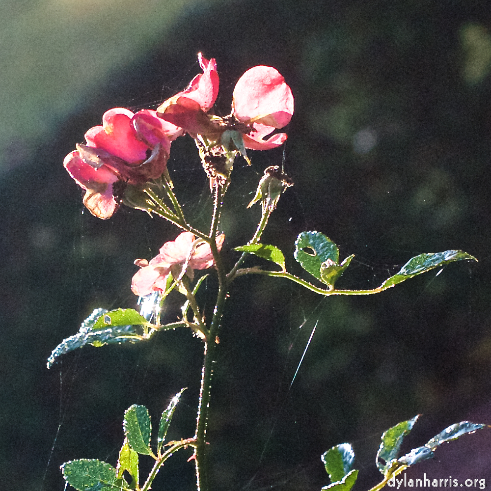 image: This is ‘flowers of esch (xxxi) 1’.