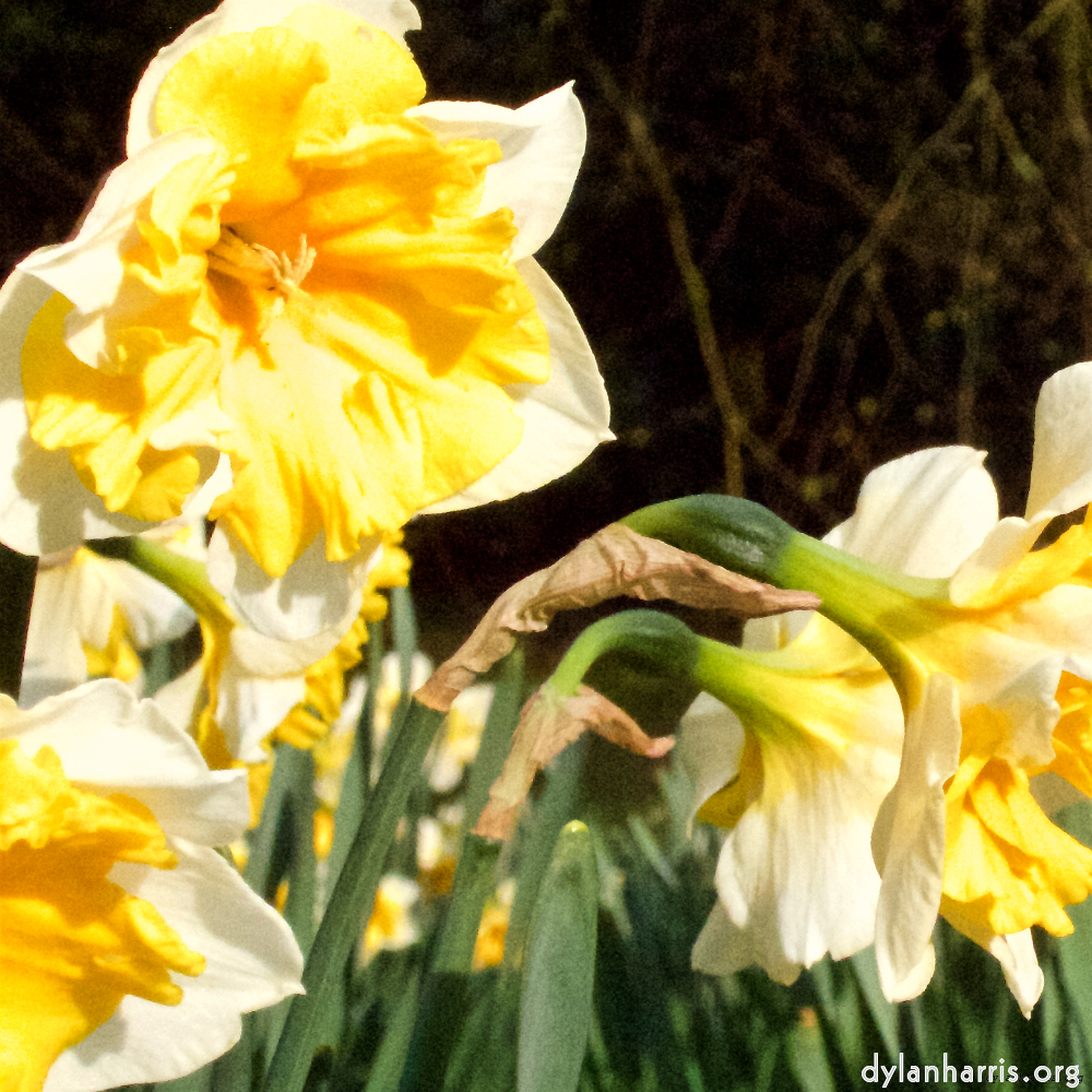 Image 'esch–sur–alzette (ii) 5', of daffodils.