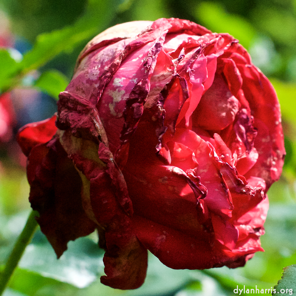 image: dying flowers