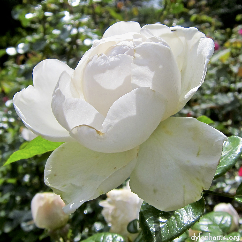 image: Dit is ‘escher bloemen (lxix) 2’.