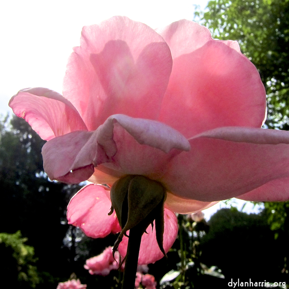 image: Dit is ‘escher bloemen (lxix) 5’.