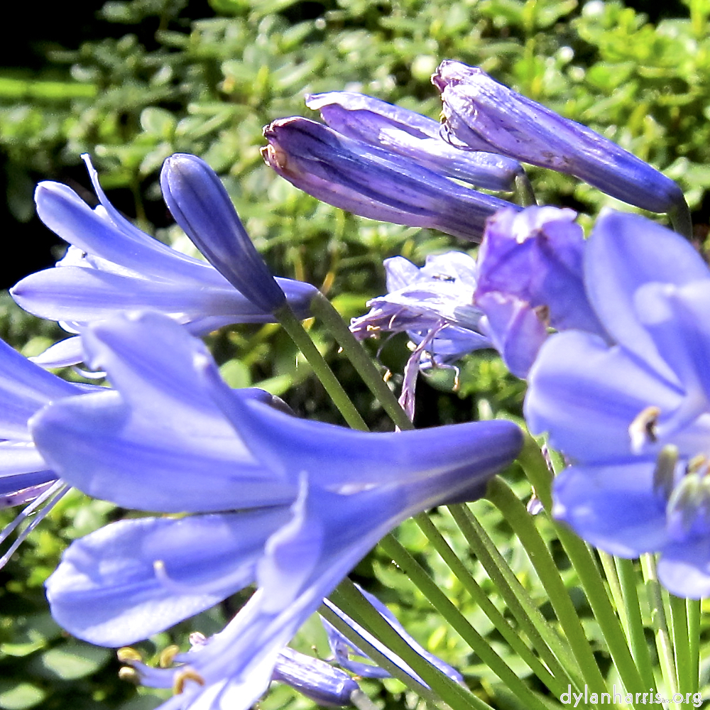 image: Dit is ‘escher bloemen (lxix) 6’.