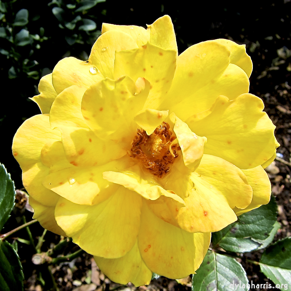 image: Dit is ‘escher bloemen (lxix) 8’.