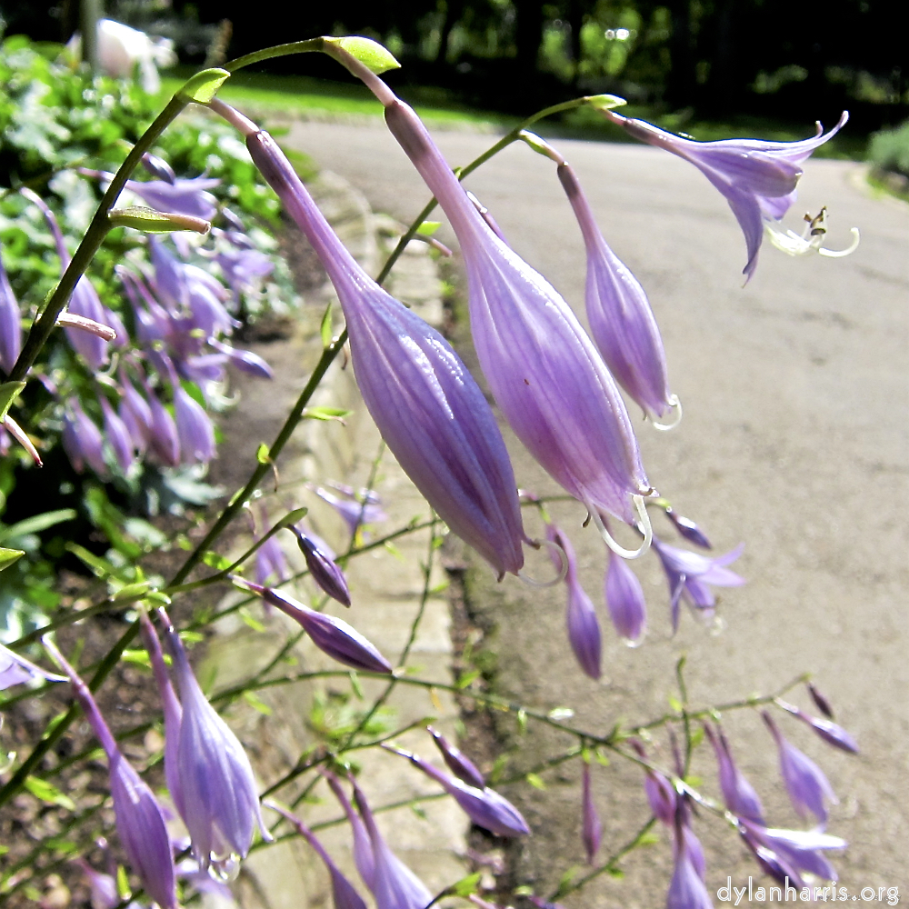 image: Dit is ‘escher bloemen (lxx) 2’.