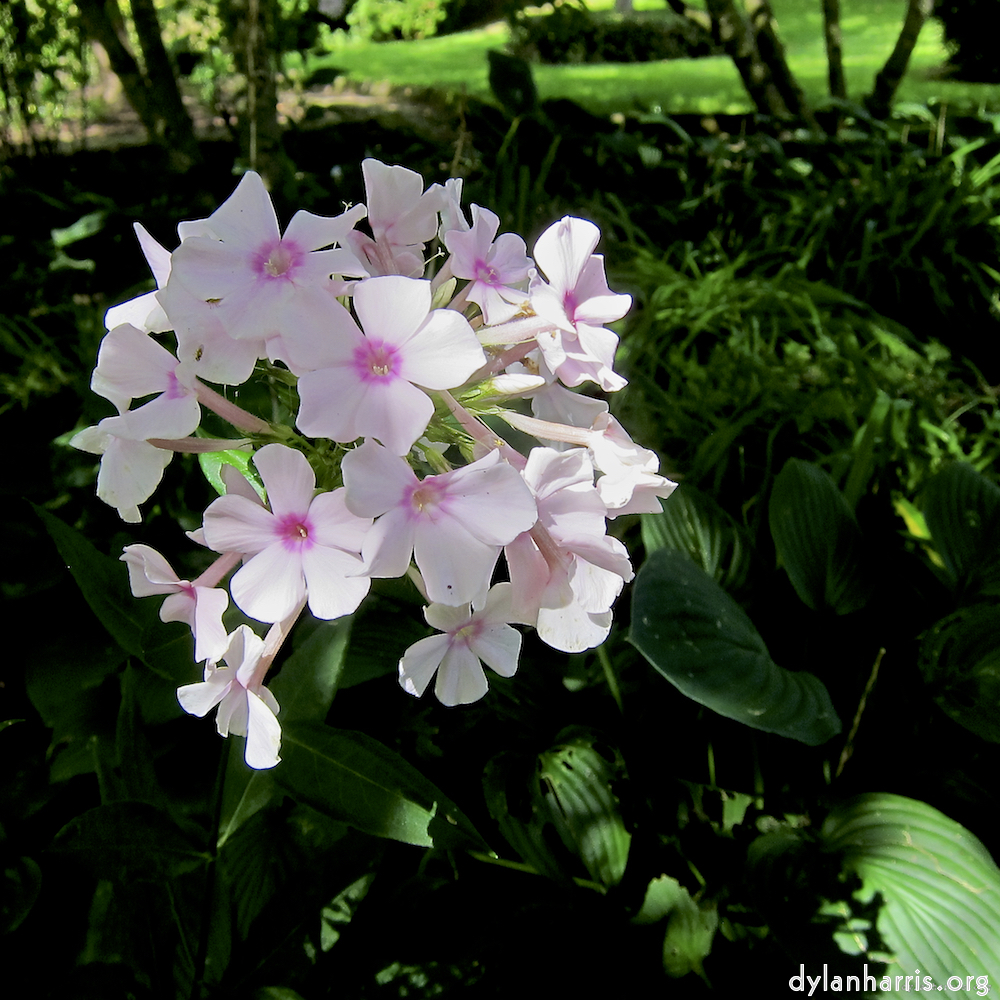 image: Dit is ‘escher bloemen (lxx) 4’.
