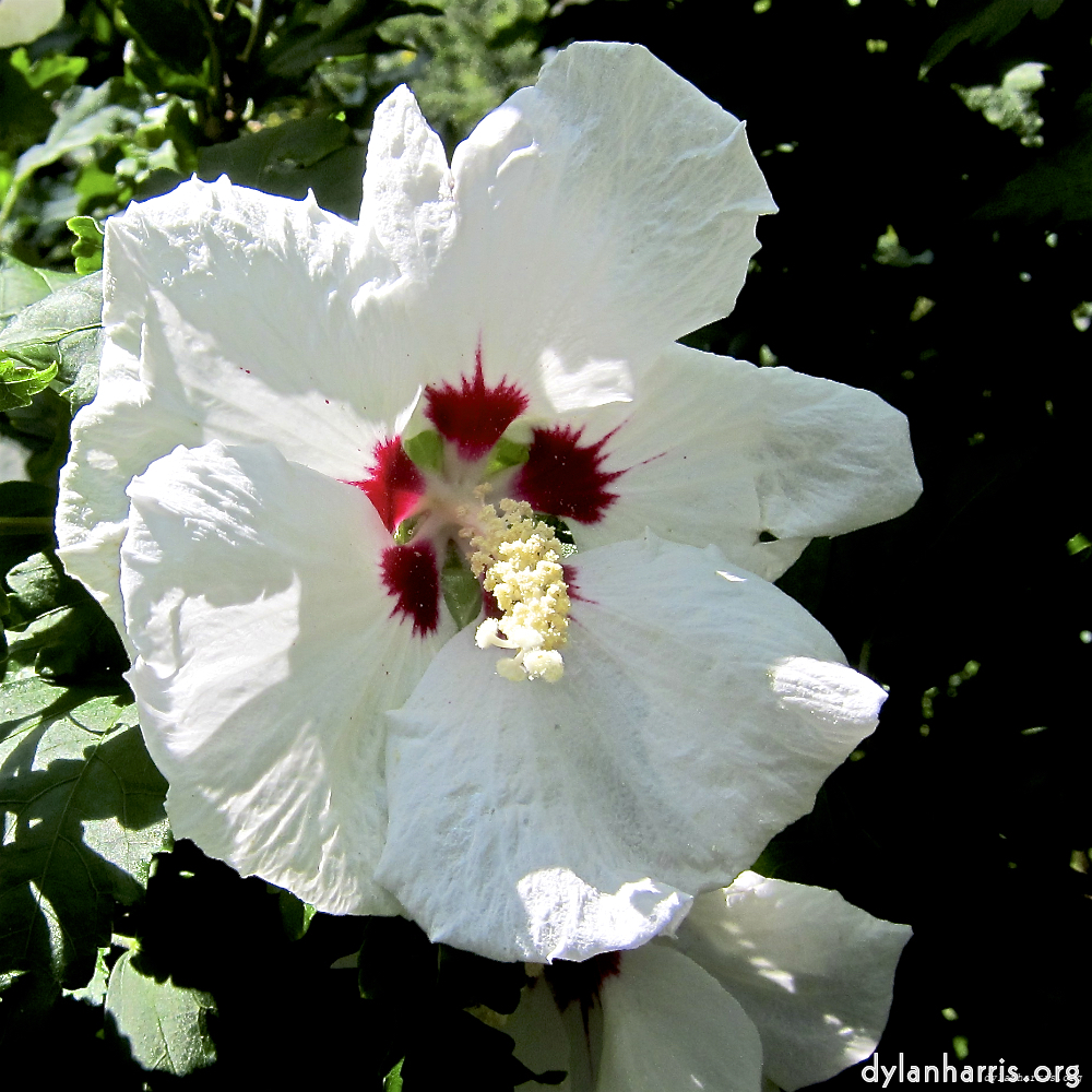image: Dit is ‘escher bloemen (lxx) 6’.