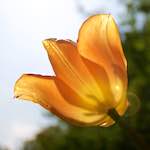 image: Foto van <<escher bloemen (lxxxv)>>.