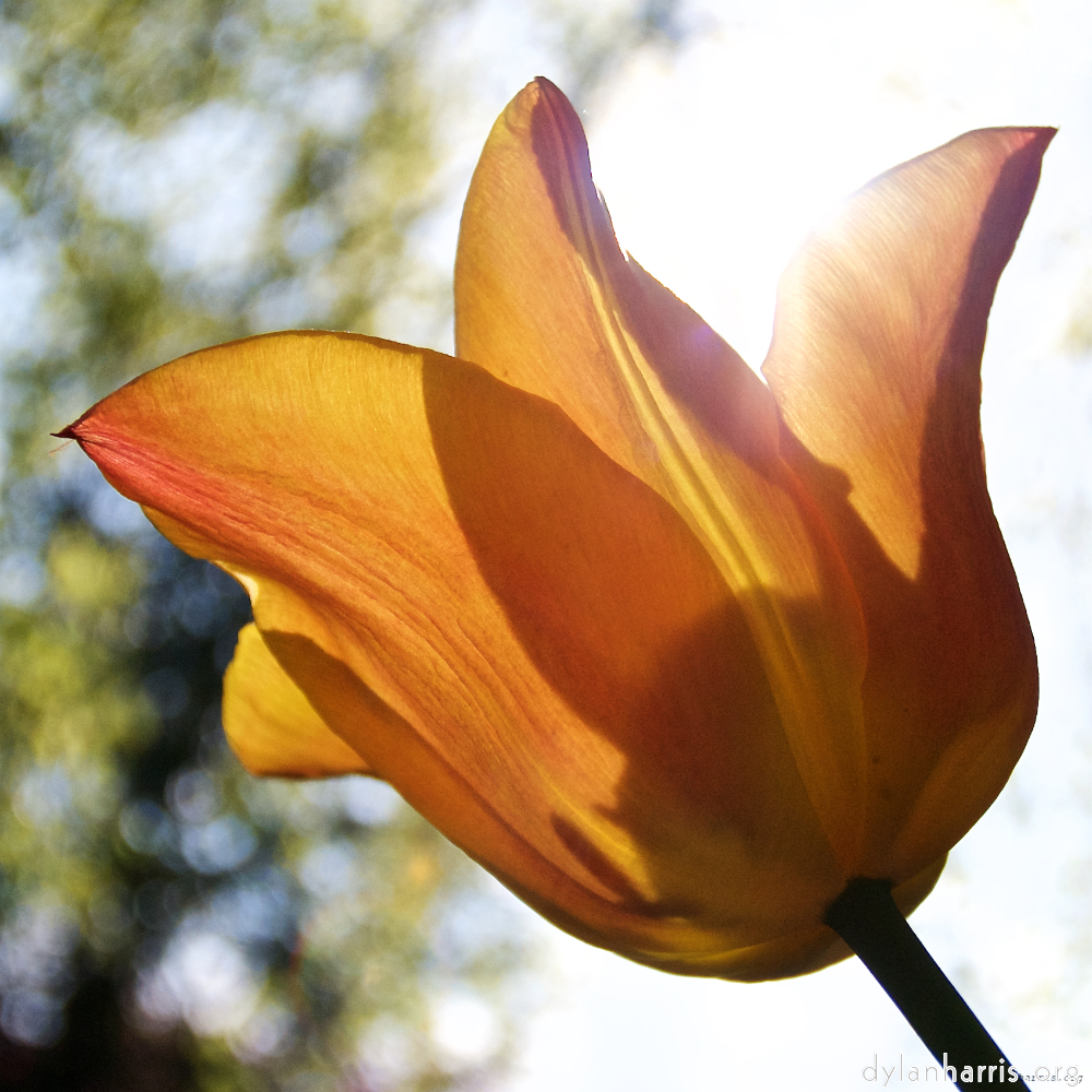 image: Dit is ‘escher bloemen (lxxxvii) 5’.