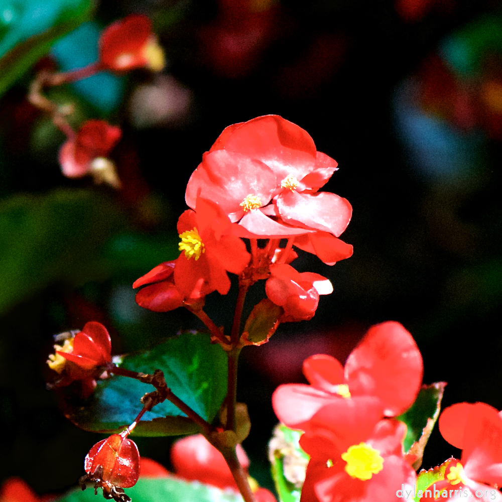 image: Dit is ‘escher bloemen (cxxxv) 1’.