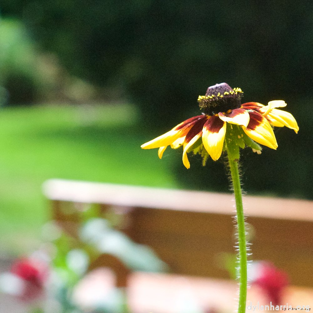 image: flower