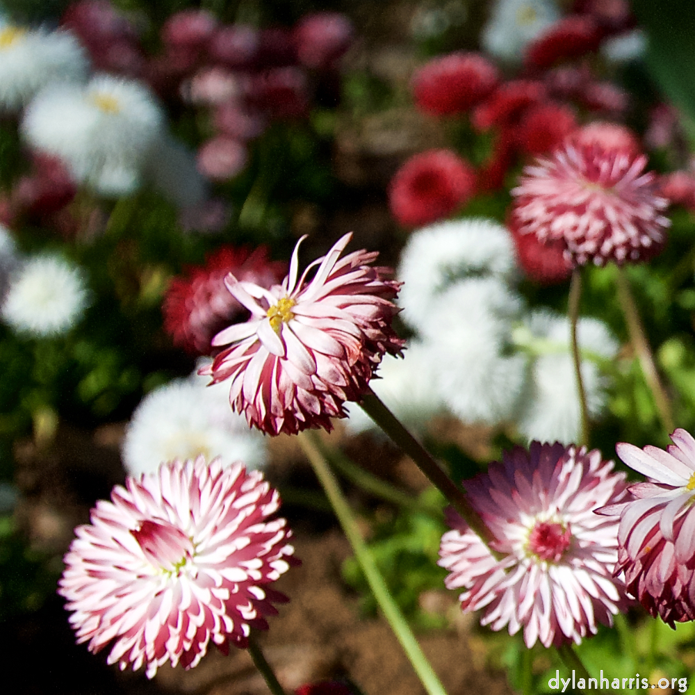 image: Dit is ‘escher bloemen (il) 2’.