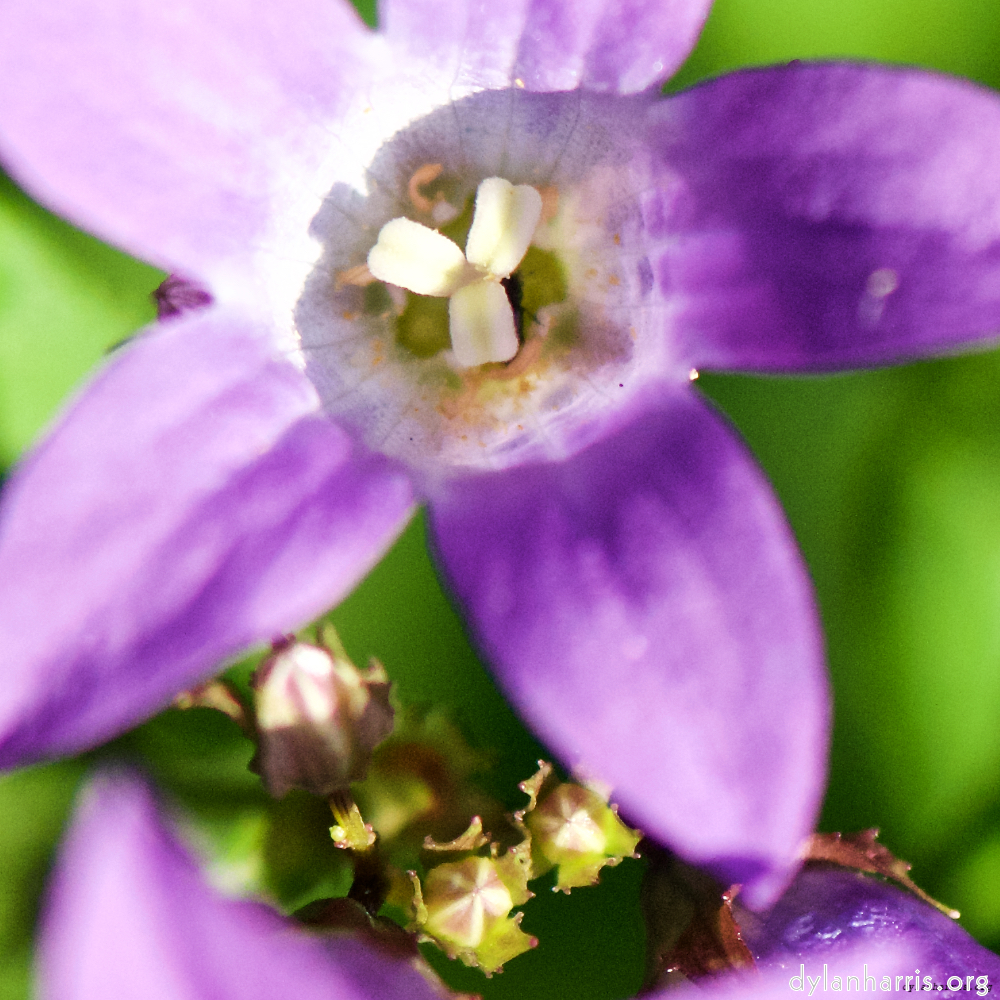 image: This is ‘flowers of esch (xcviii) 6’.