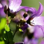 image: Foto van <<escher bloemen (xcviii)>>.