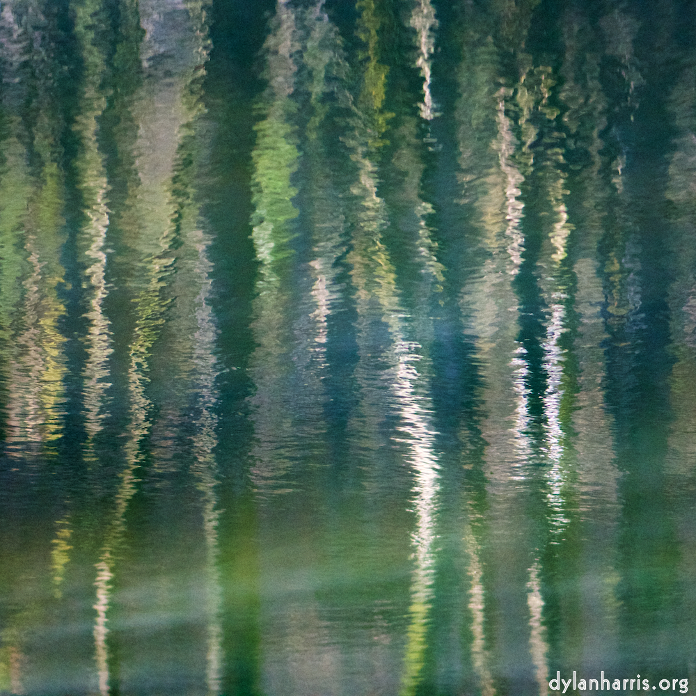 image: reflected trees