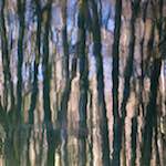 image: woods reflected