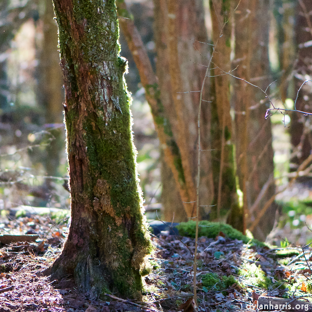 image: backlit tree