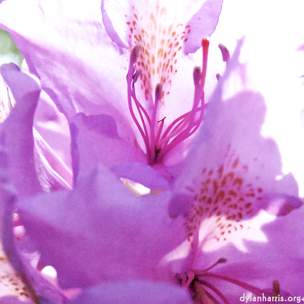 image: Dit is ‘escher bloemen (lix) 4’.