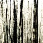 image: Image from the photoset ‘wood (xl)’.