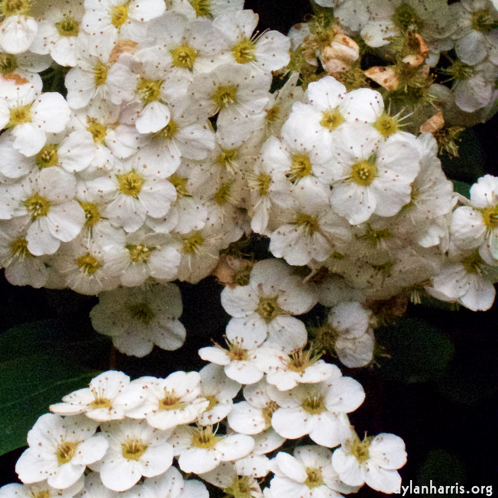image: Dit is ‘escher bloemen (xii) 2’.