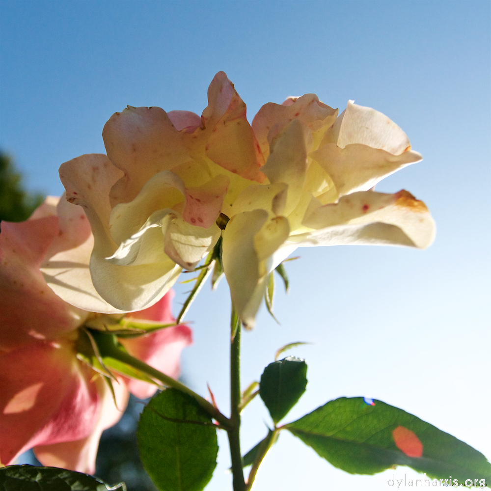 image: Dit is ‘escher bloemen (lxxi) 1’.