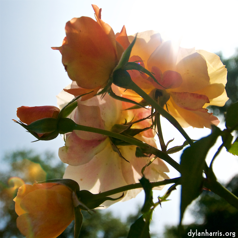 image: Dit is ‘escher bloemen (lxxi) 3’.
