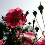 image: Foto van <<escher bloemen (lxxi)>>.