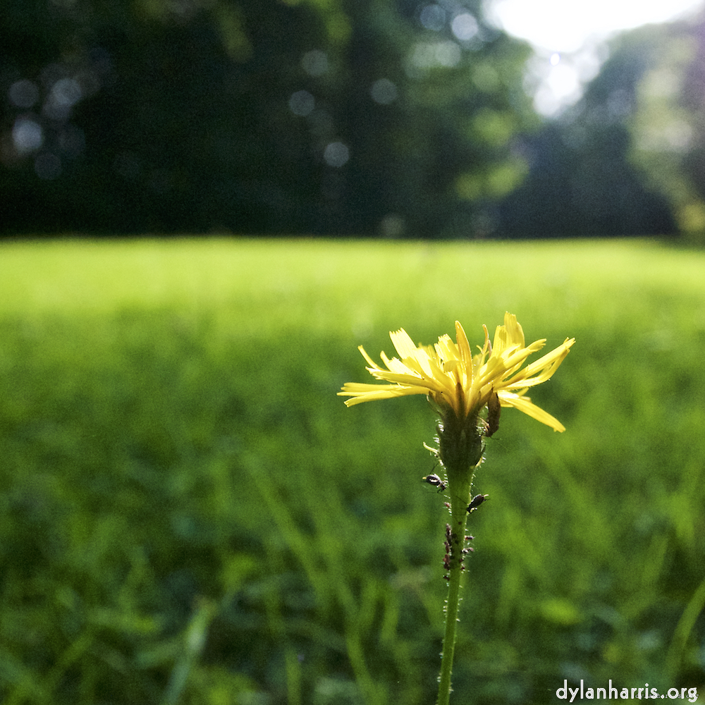 image: flower