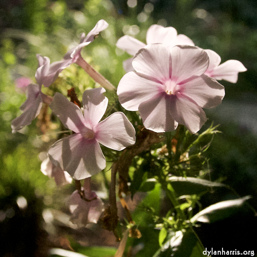 image: Dit is ‘escher bloemen (lxxv) 8’.
