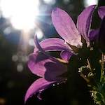 image: Foto van <<escher bloemen (lxxv)>>.