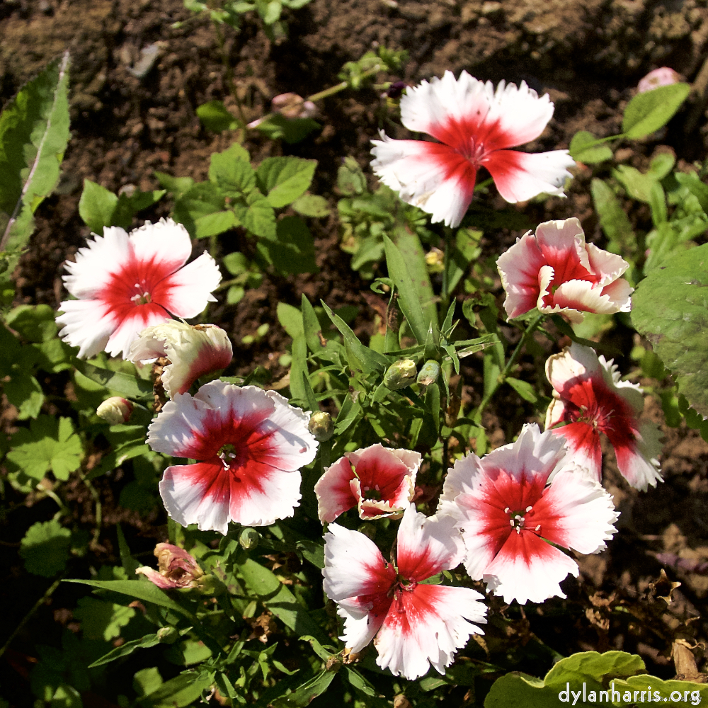 image: Dit is ‘escher bloemen (lxxvi) 3’.
