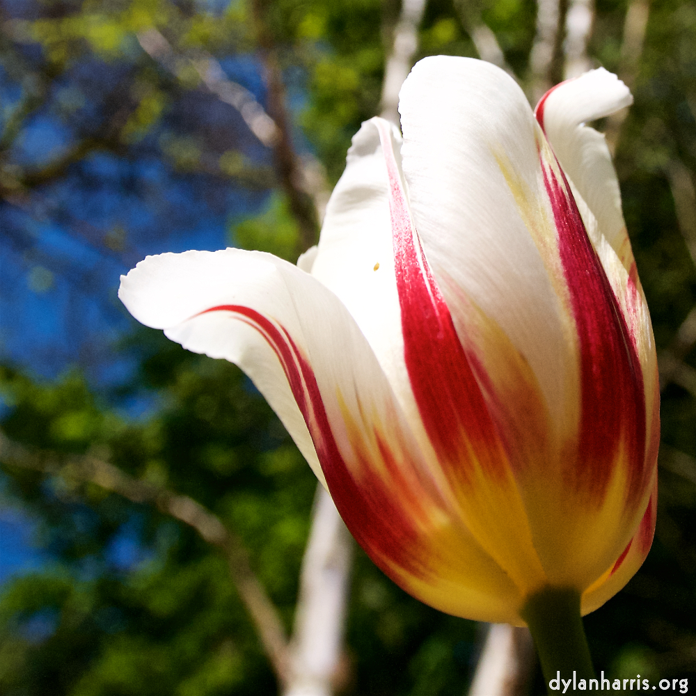 image: Dit is ‘escher bloemen (lvii) 4’.