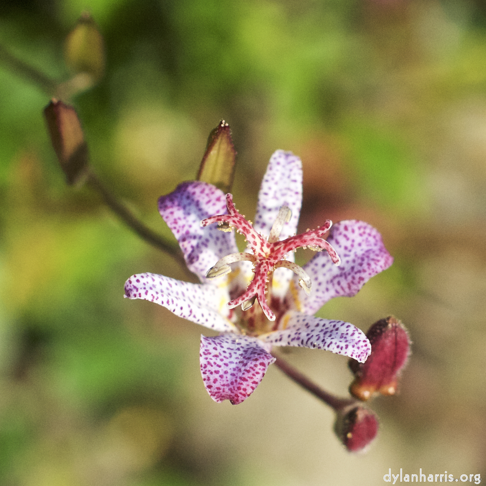 image: flower