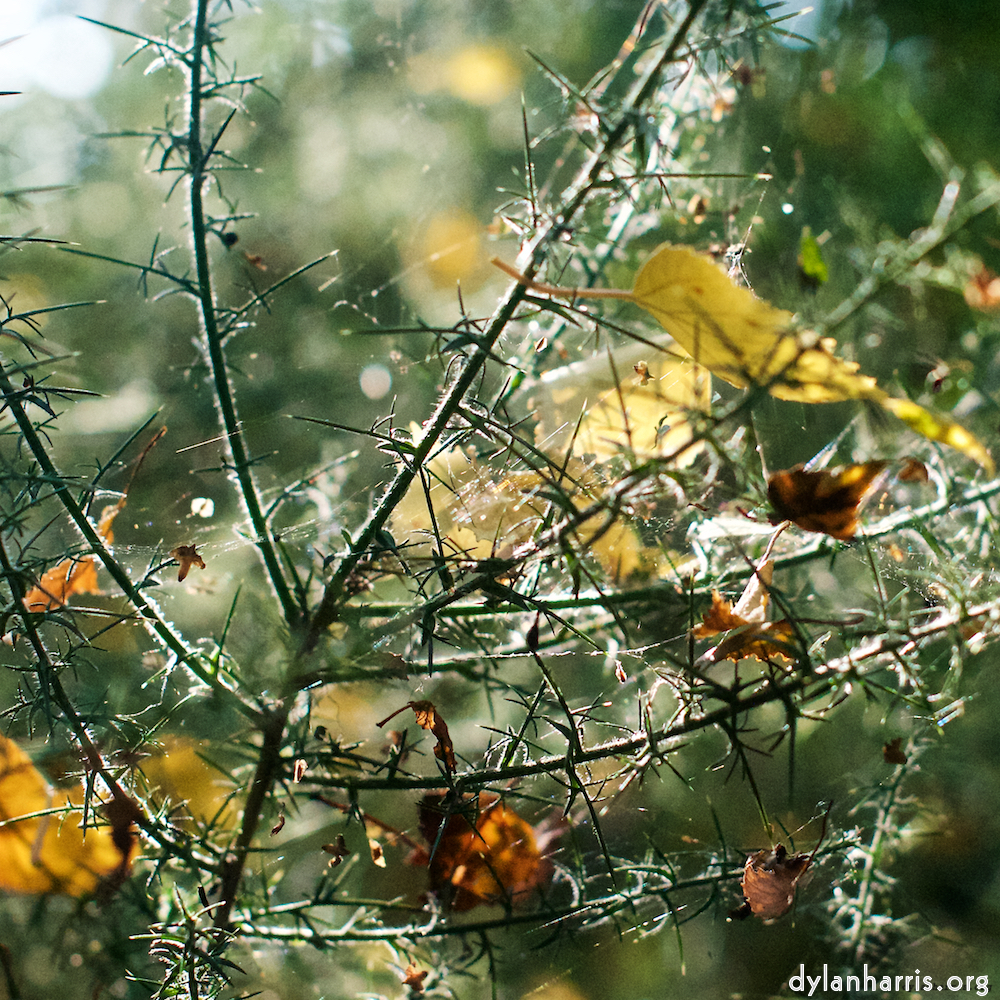 a windows 10 explorer flower