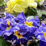 image: escher bloemen (lxxviii) foto’s