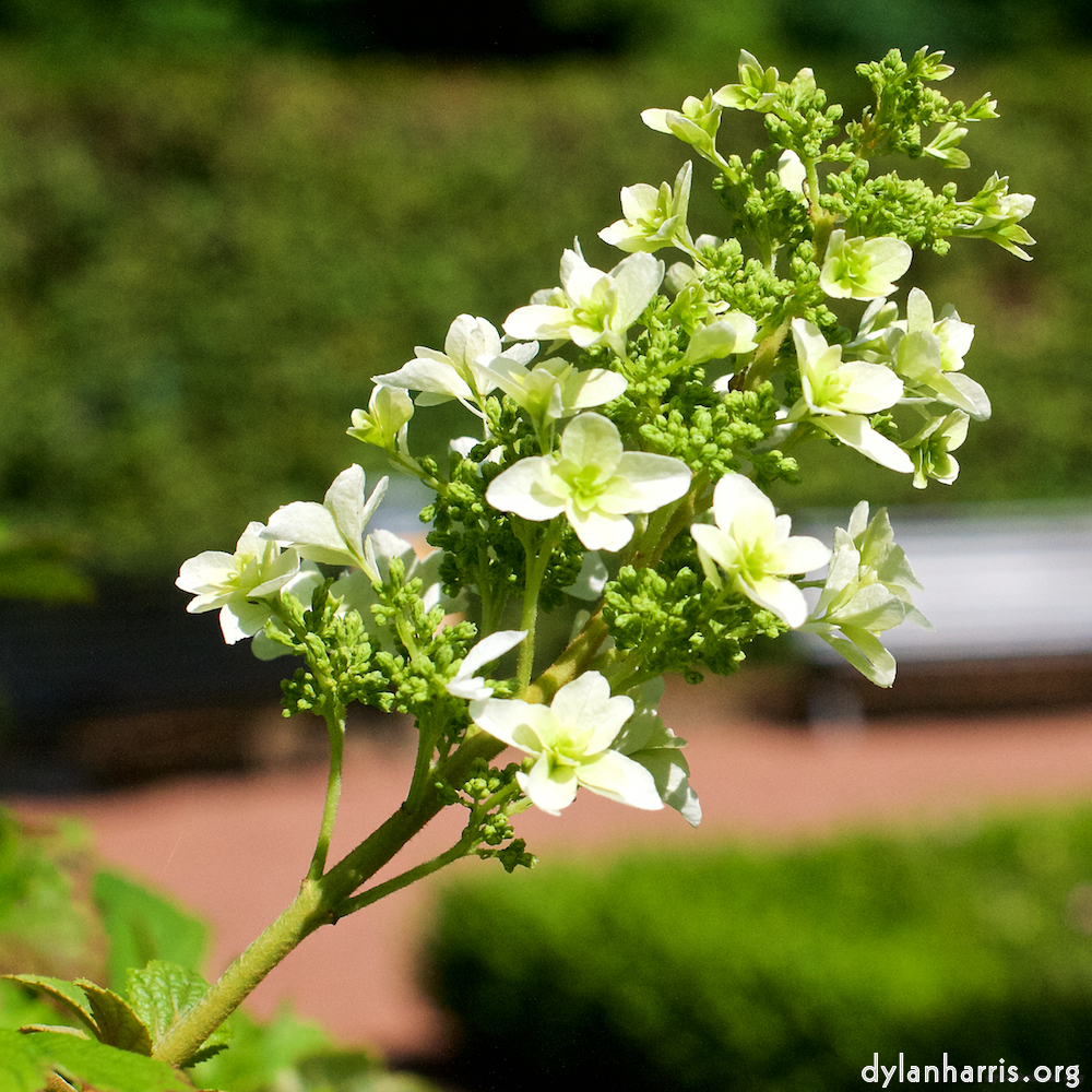 image: Dit is ‘escher bloemen (xxii) 4’.