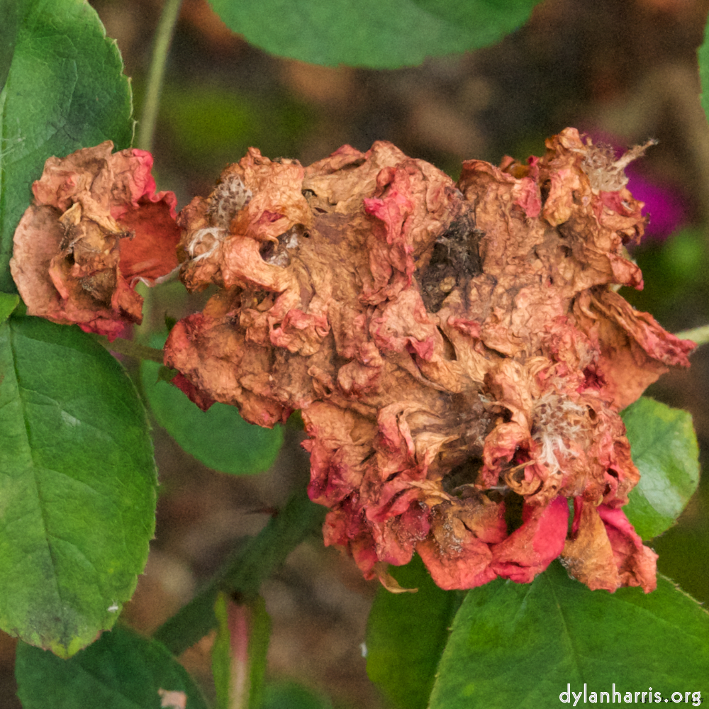 image: spring flower