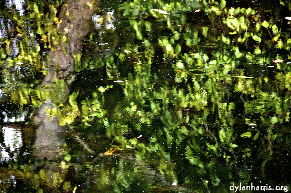 rain on pond water