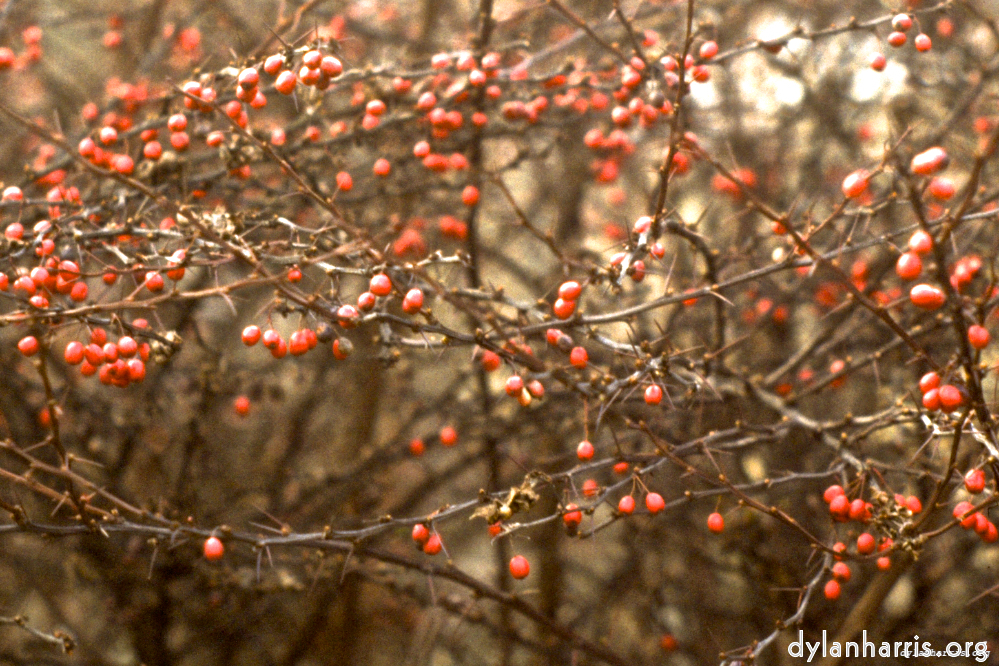 image: Inedible berries