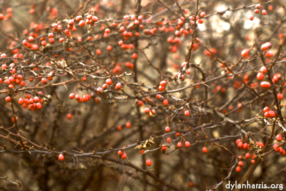 Inedible berries