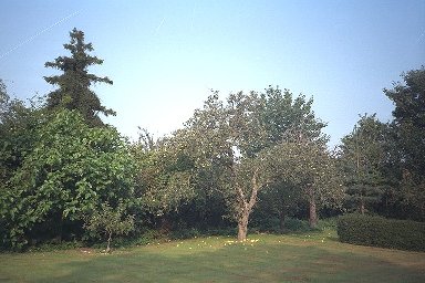 image: Apple Tree