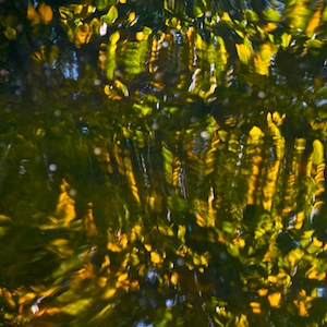 image: leaves reflected in water