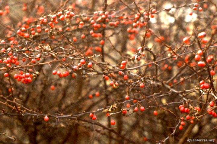 image: Inedible berries