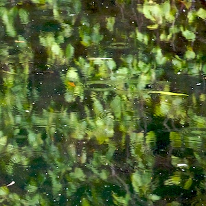 pond in rain