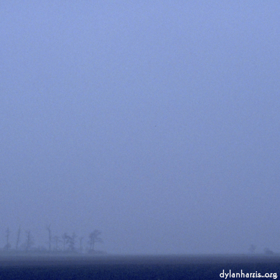 Trees distant in fenland fog