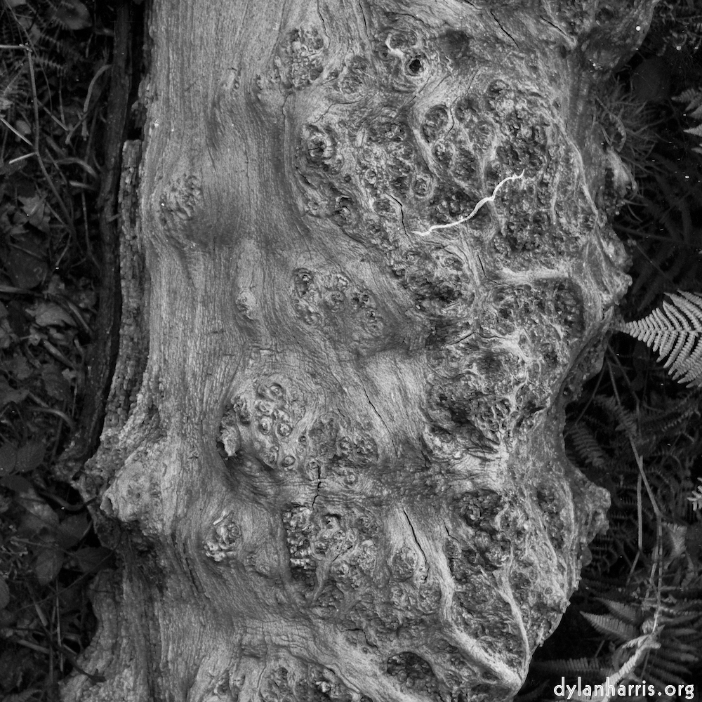image: gnarly detail of exposed wood (I think)